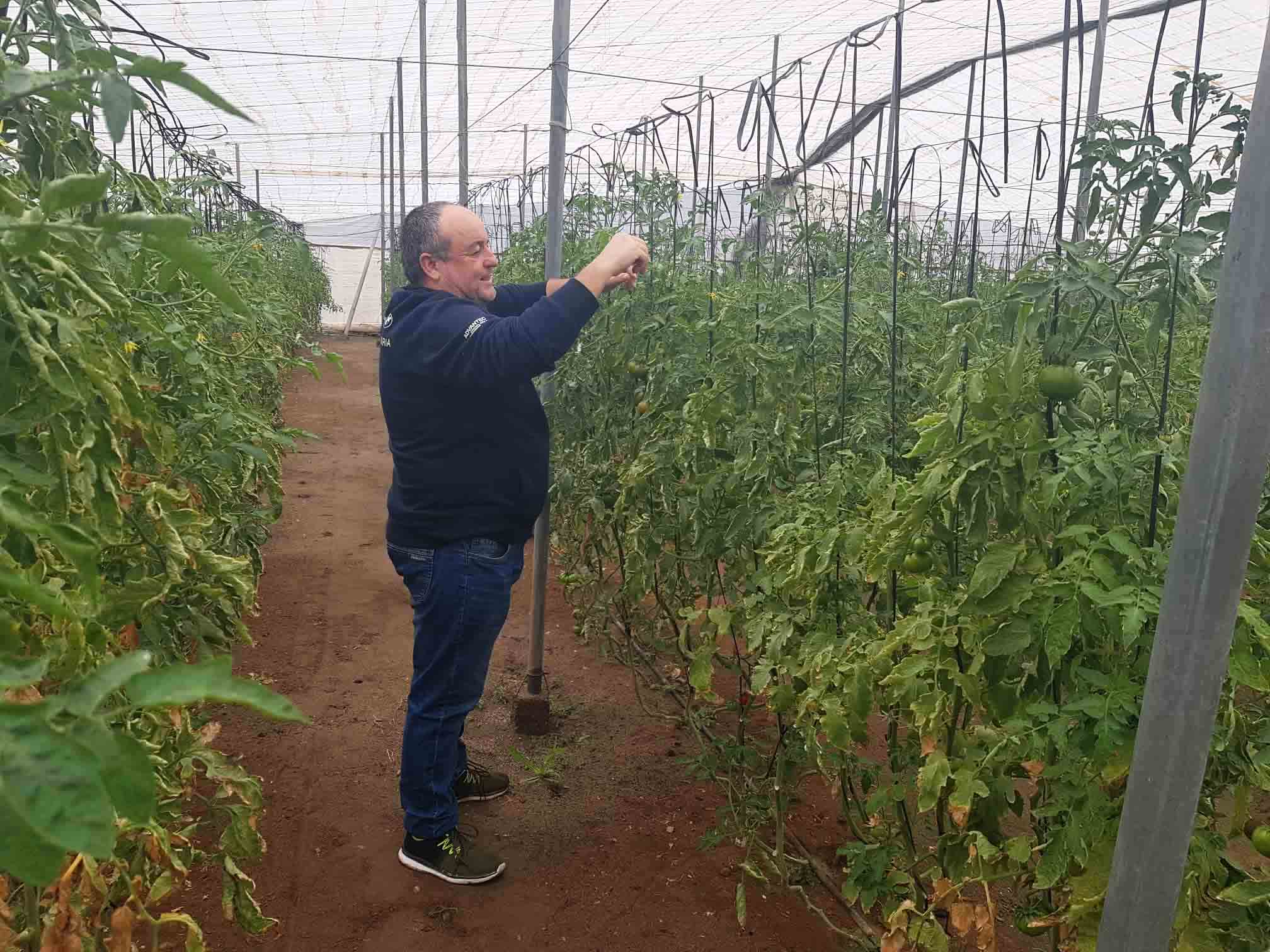 Cultivo de variedad de tomate exquisita - Miguel Rabal