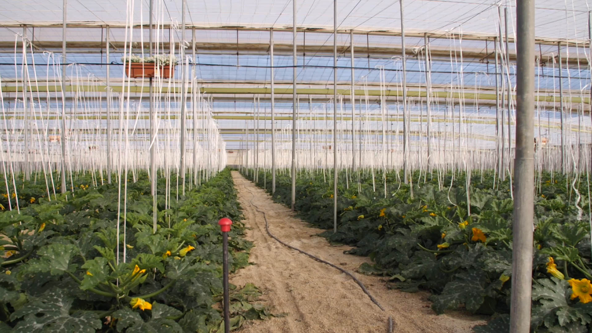 Invernadero ecosostenible de calabacín ecológico en producción